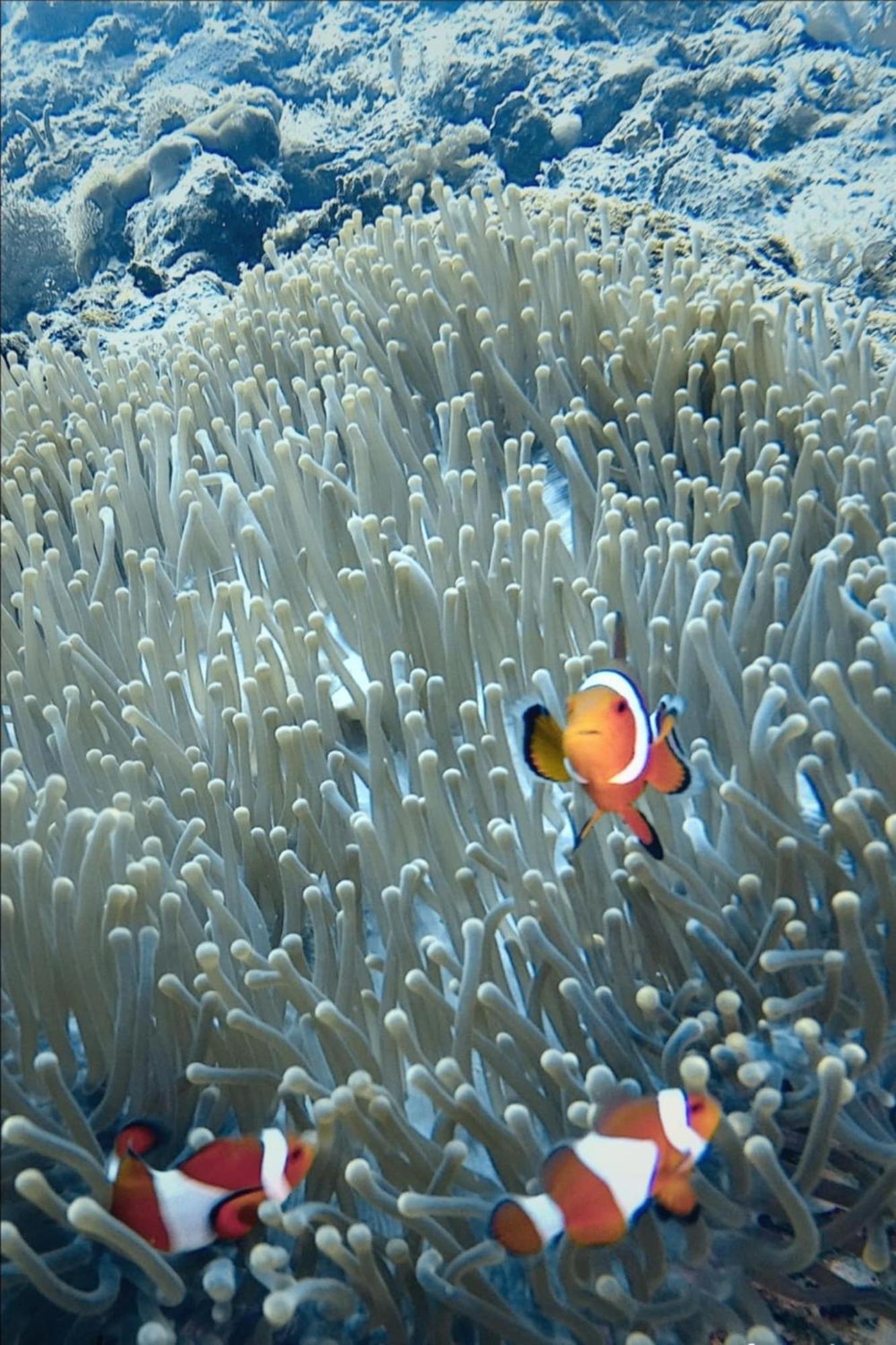 Nirvana Bamboo Houses & Dive Resort موالبوال المظهر الخارجي الصورة